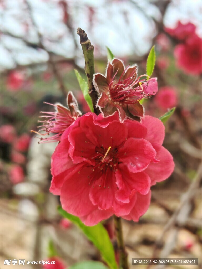 娇艳绽放的粉色桃花