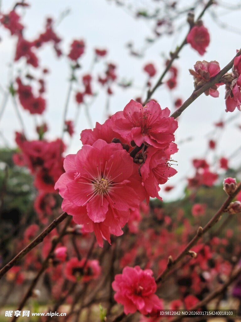 娇艳盛开的粉红色花朵
