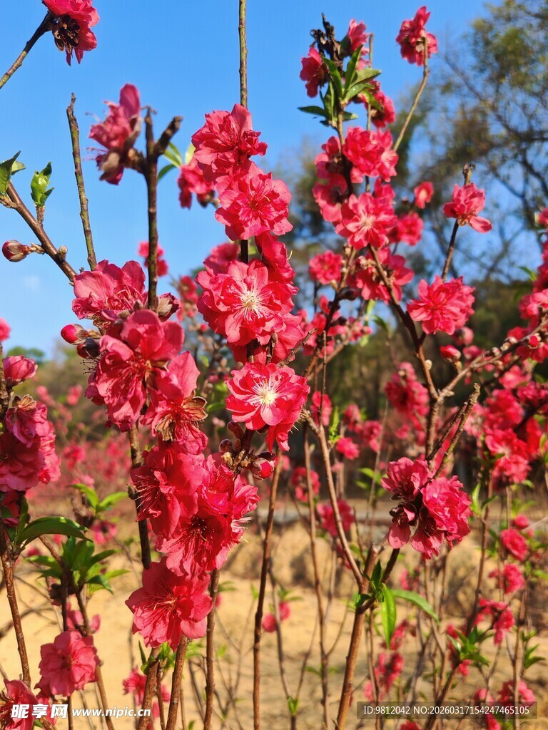 艳丽绽放的红色花枝 桃花