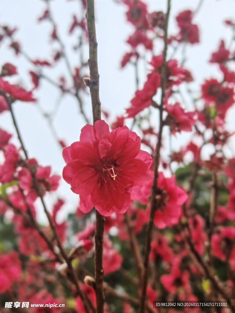 娇艳桃花绽放枝头