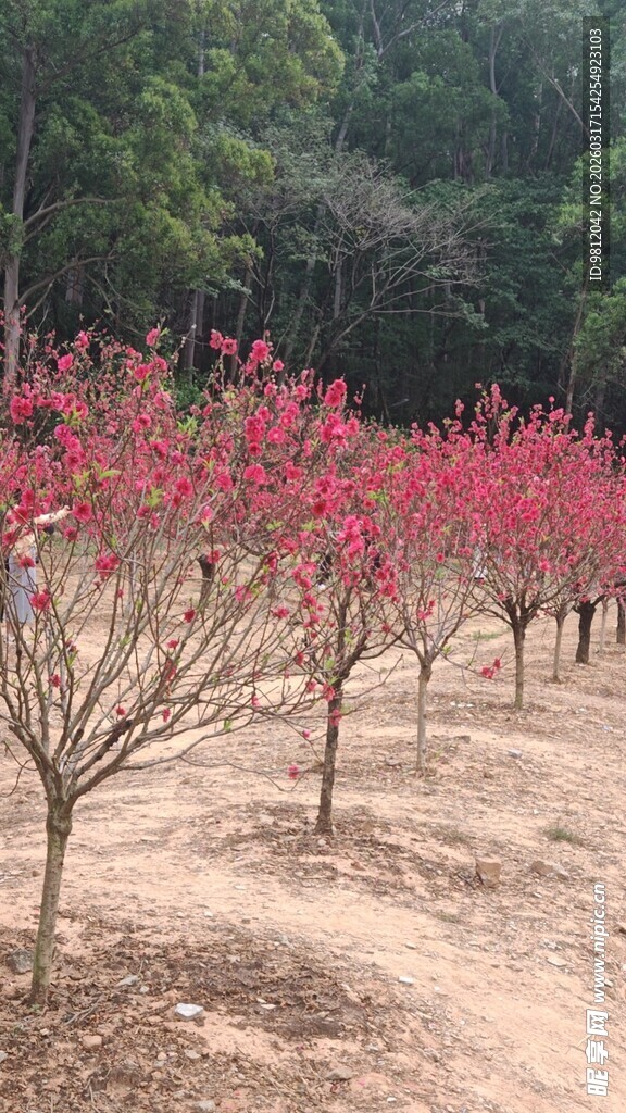 桃林春色 繁花绽放