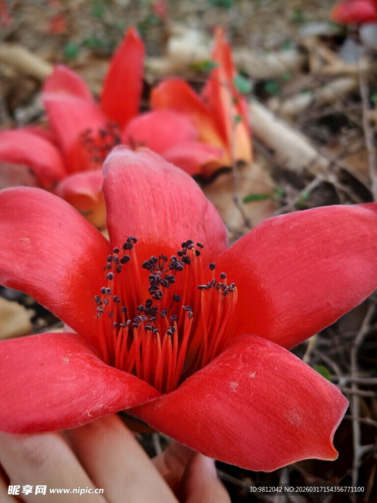 艳丽木棉花特写