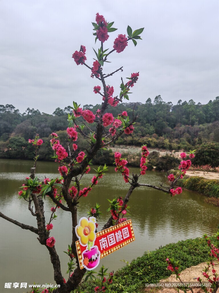 湖畔绽放的娇艳桃花