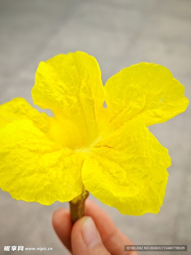 手持明艳黄色花朵