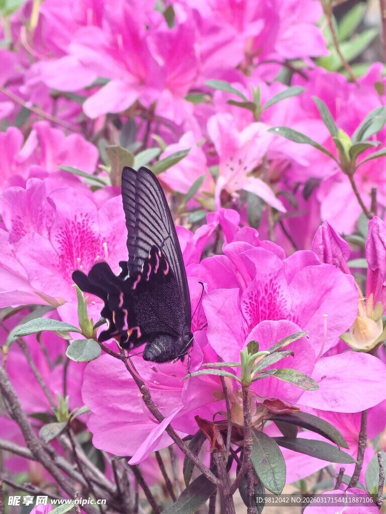 蝴蝶停驻于娇艳粉花丛中