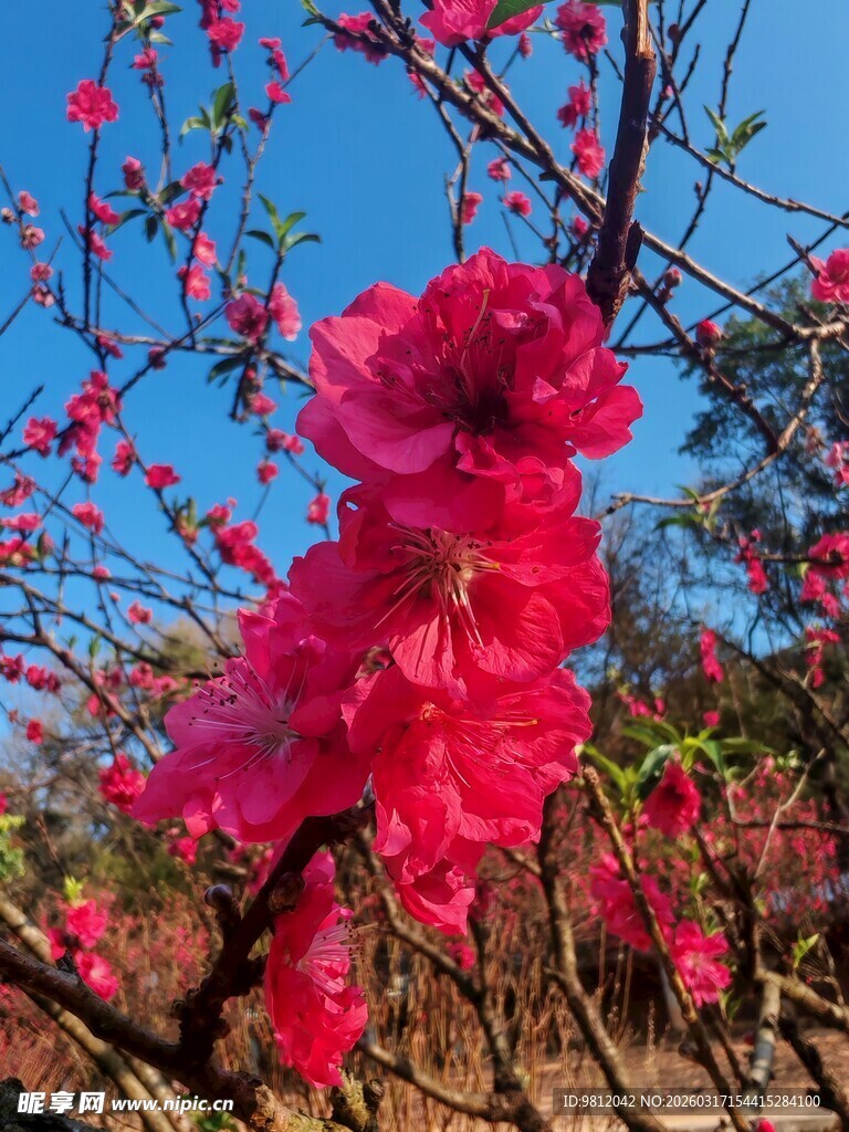 枝头绽放的艳丽桃花