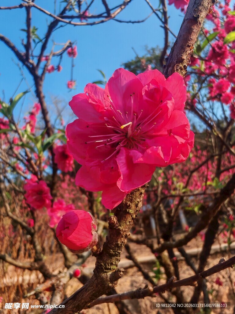 娇艳绽放的枝头红桃花