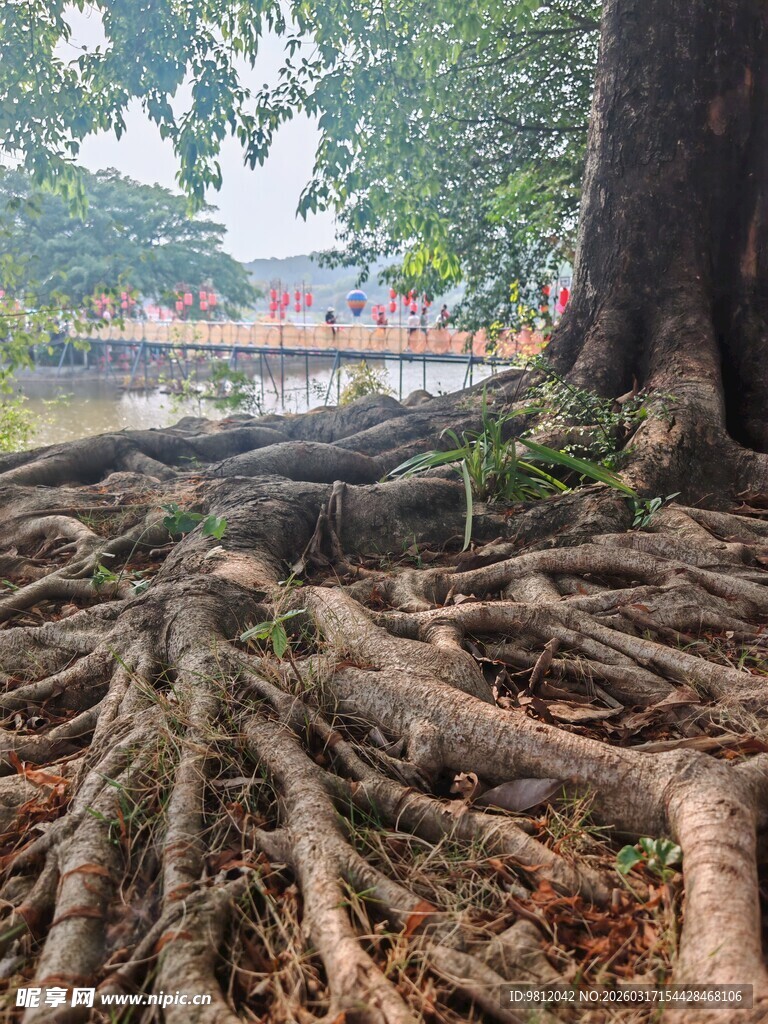 盘根错节的大树根系