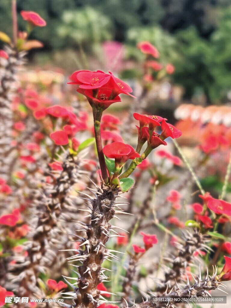 绽放于花丛 带刺的小红花