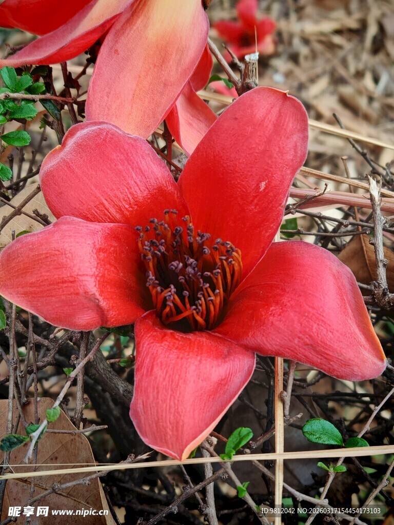 娇艳红花绽放于草丛间 木棉花