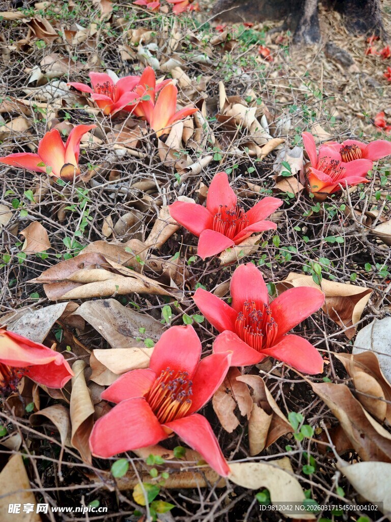 地上散落的艳红花朵 木棉花