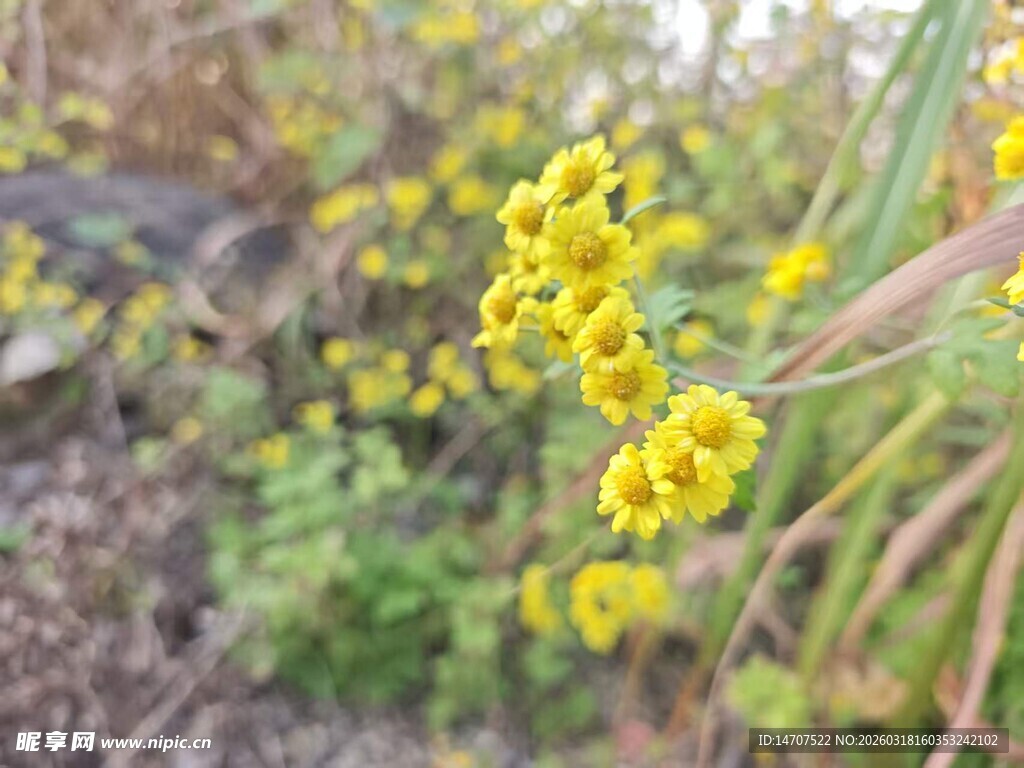 黄色小花绽放于绿植间