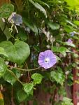 紫色牵牛花攀爬绿叶间