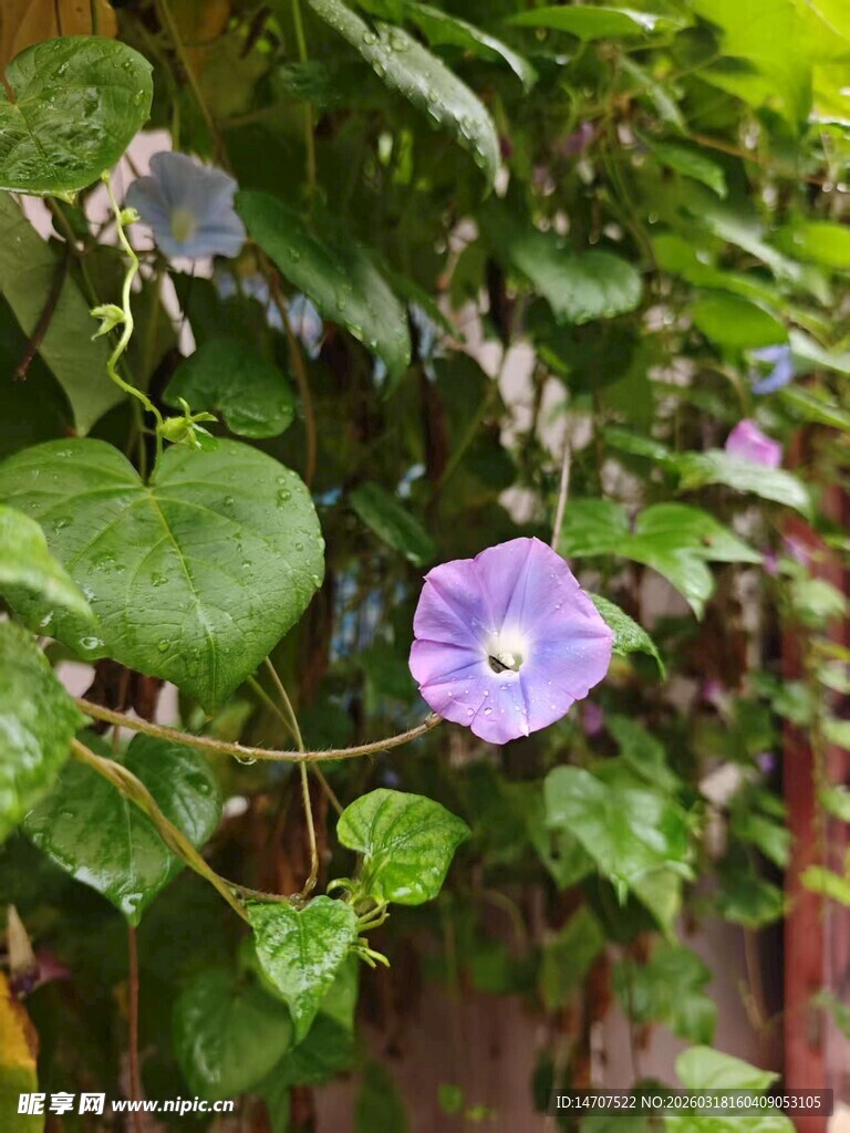 紫色牵牛花攀爬绿叶间