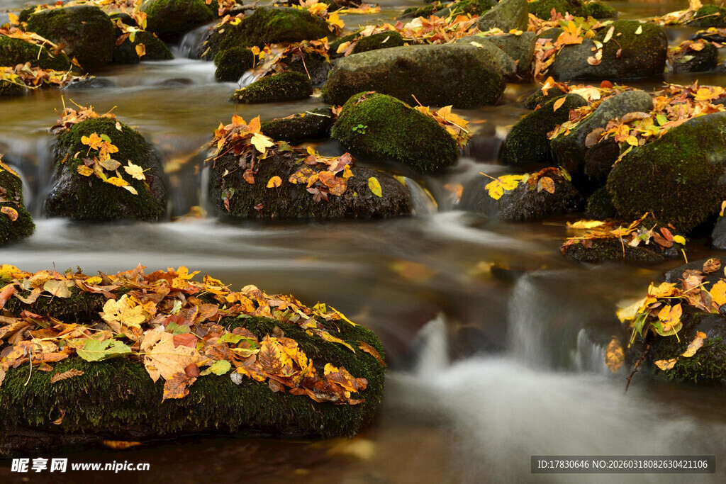 秋日溪流上的落叶与顽石