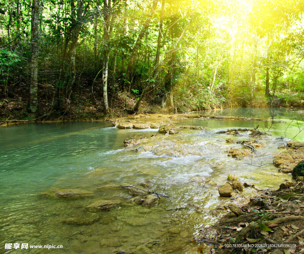 阳光照耀下的溪边森林美景