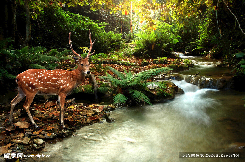 溪边漫步的斑点小鹿