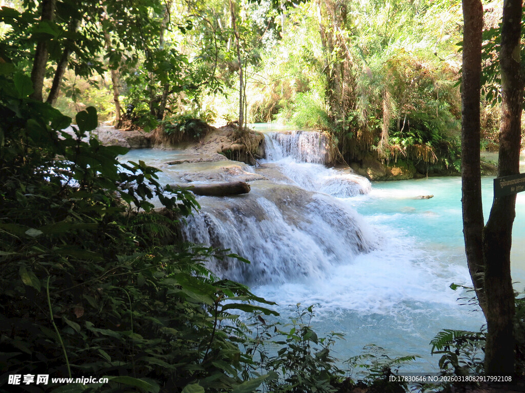 森林中的清澈瀑布景观