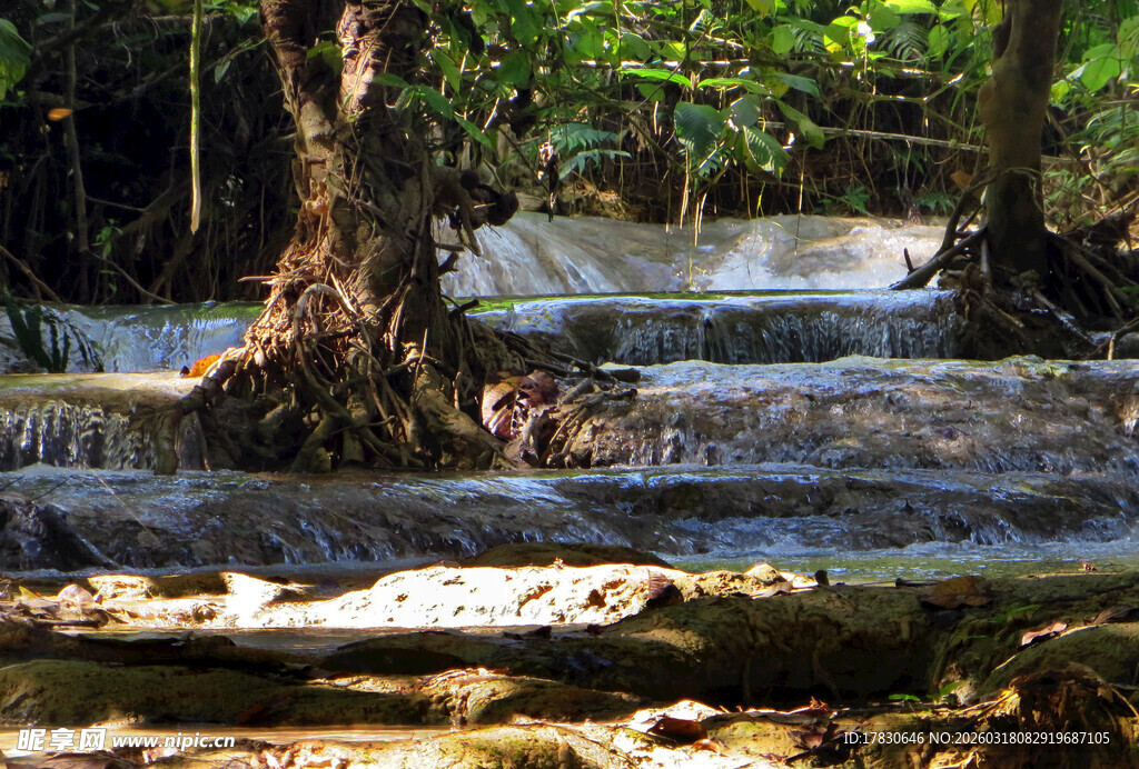 森林中的潺潺溪流景观