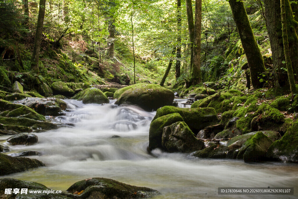 林间溪流自然清新之景