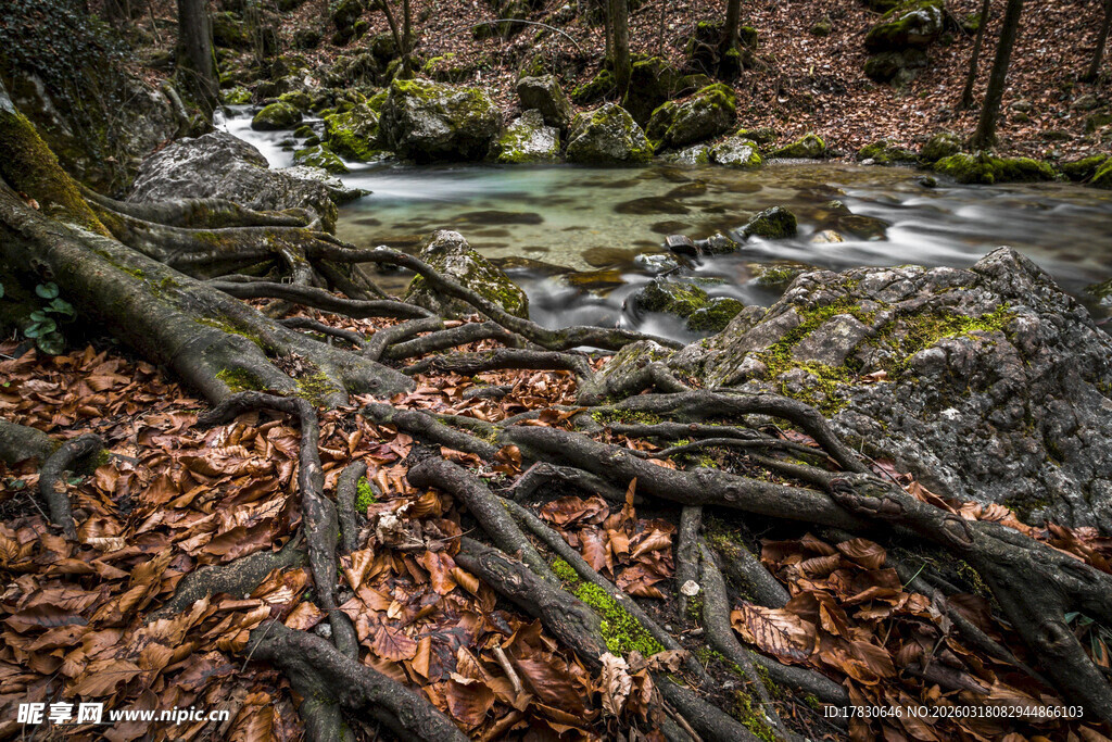溪边盘根错节的枯木景象