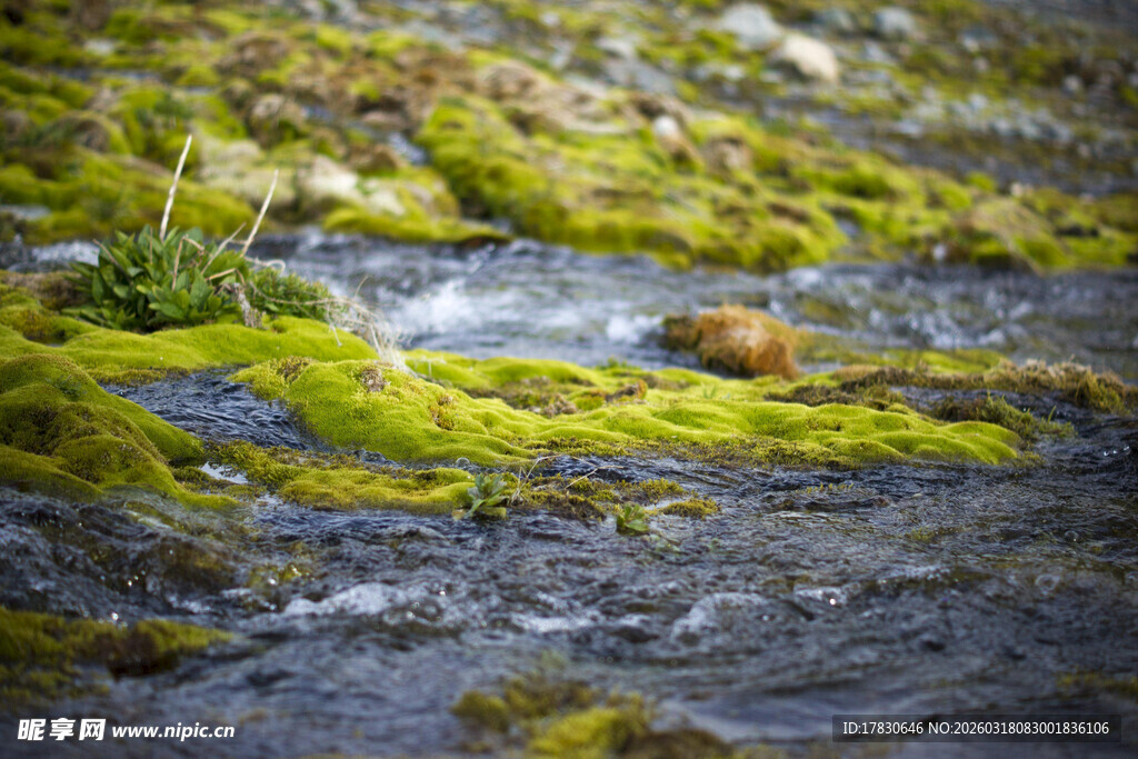 溪边青苔覆盖的湿润景象