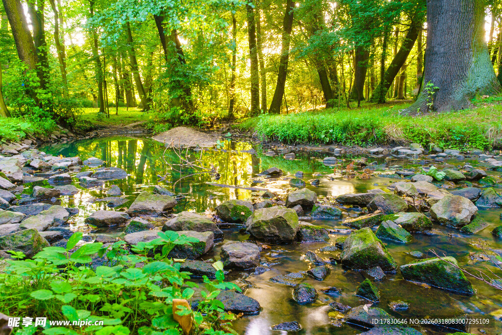 林间溪流绿意盎然的自然景