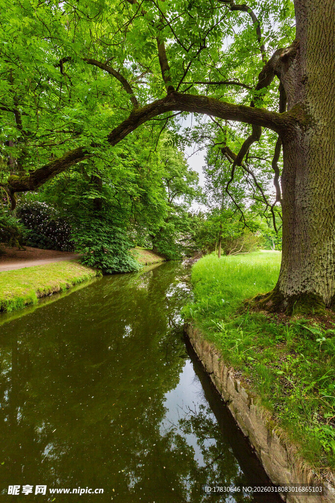 河畔绿树成荫的静谧景致