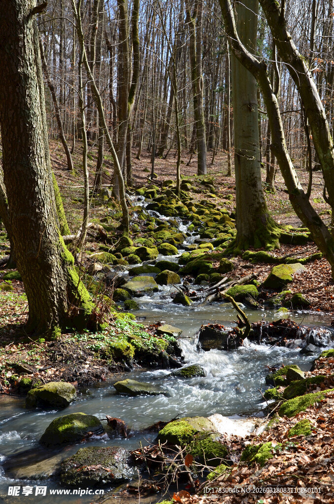 林间溪流静谧自然之景