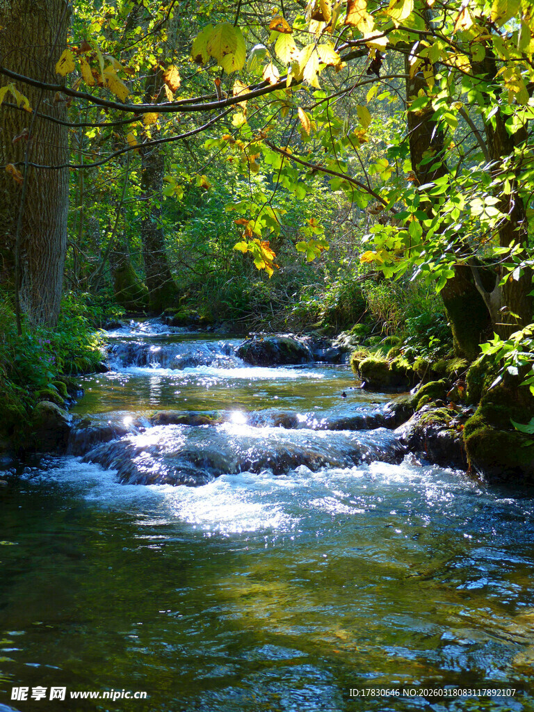 林间溪流潺潺绿意盎然