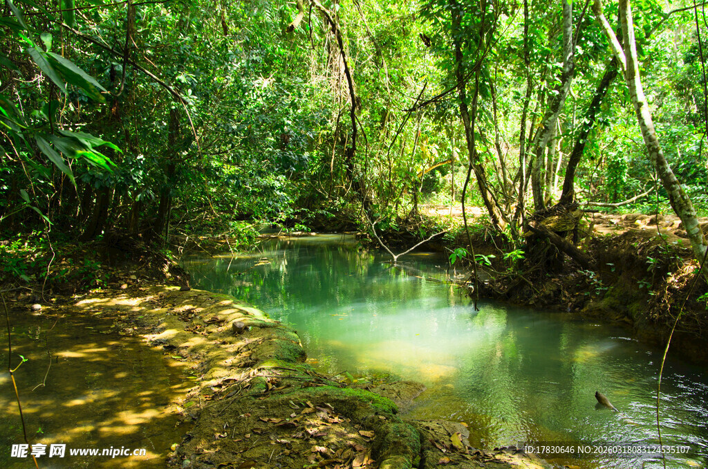 森林中的清澈溪流