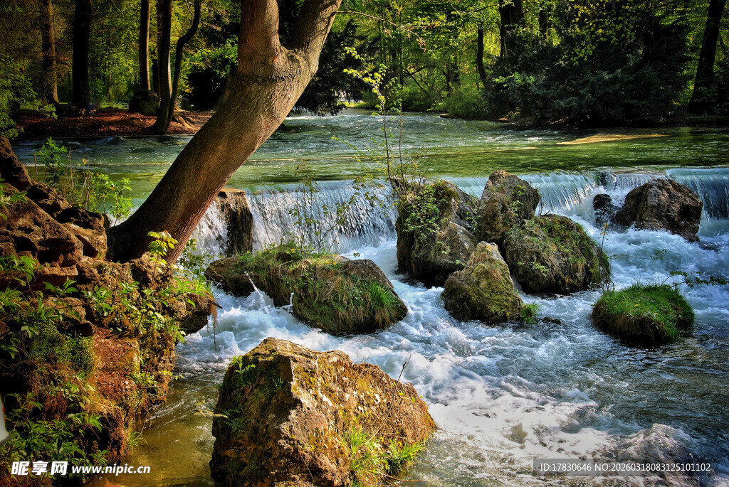 林间溪流与覆苔石块景观