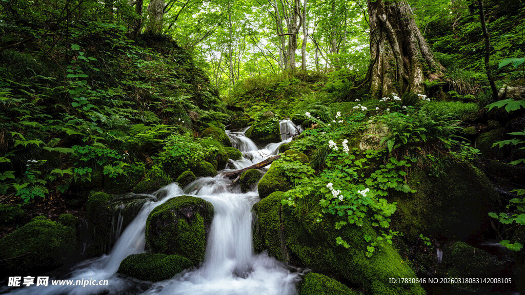 山林间的潺潺溪流