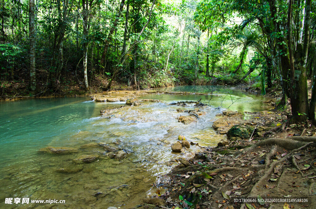 森林中的清澈溪流