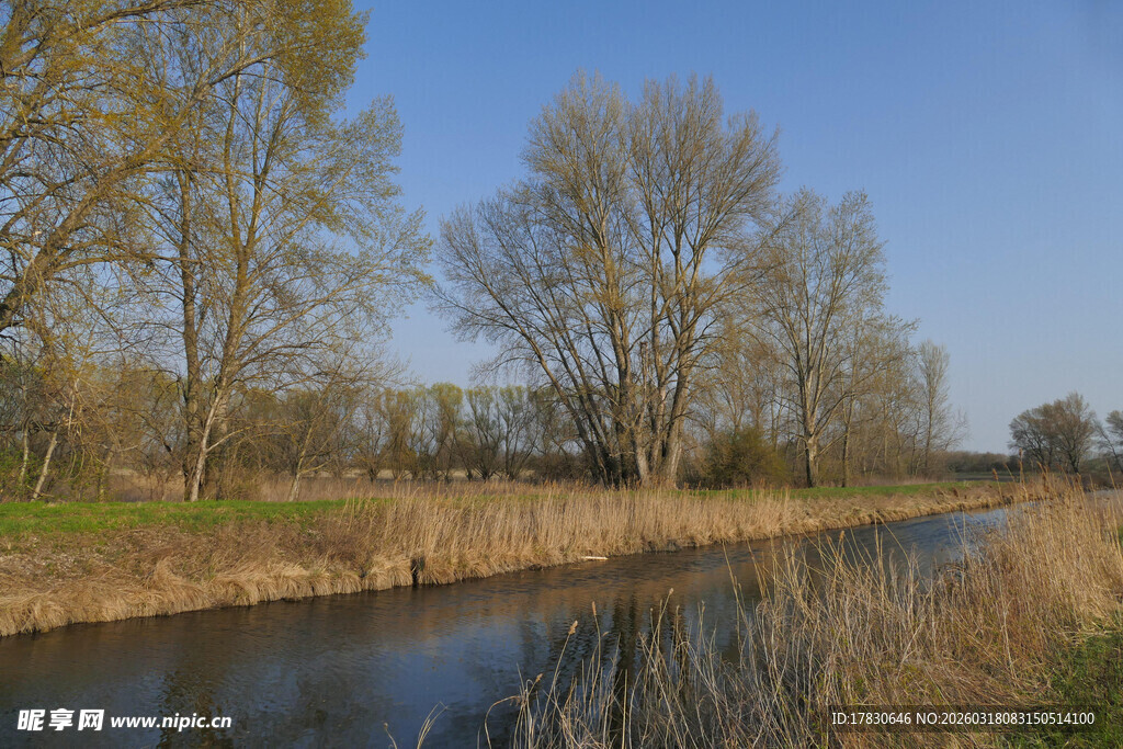 河畔树林风景图