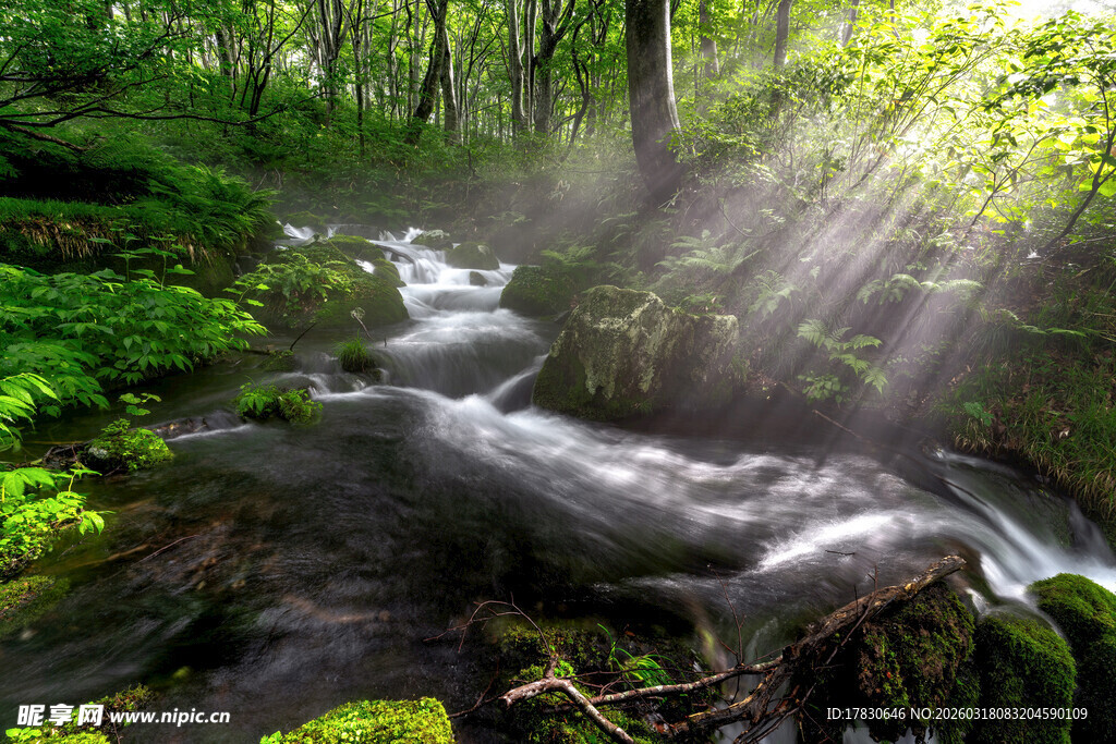阳光洒落的森林溪流