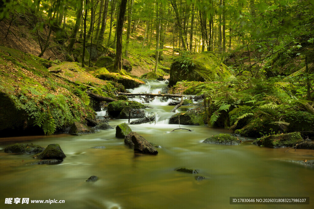 林间溪流潺潺的自然美景
