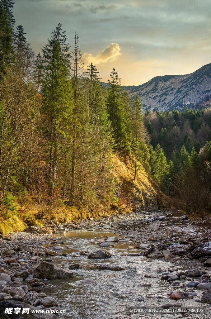 山间溪流旁的葱郁树林