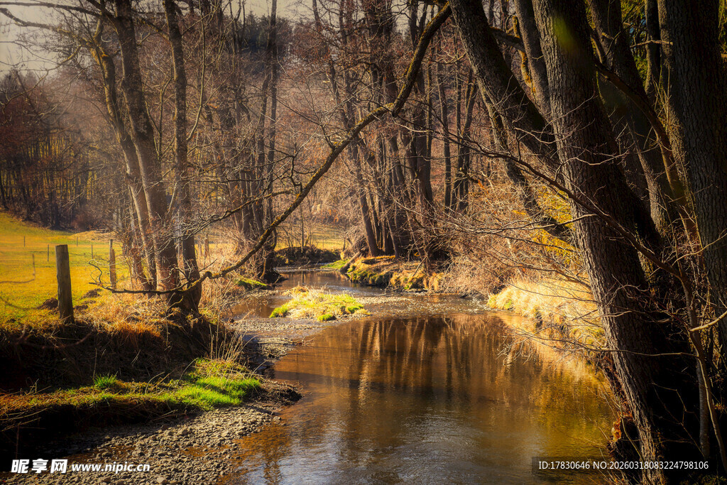 秋日溪边树林静谧美景