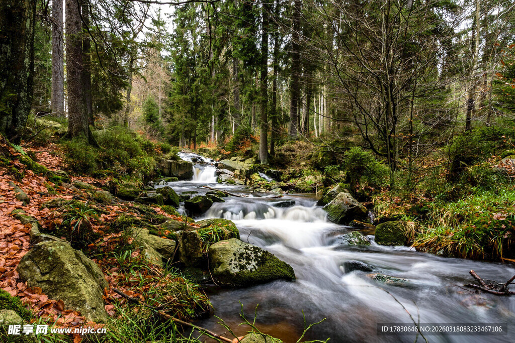 森林中潺潺流淌的清澈溪流
