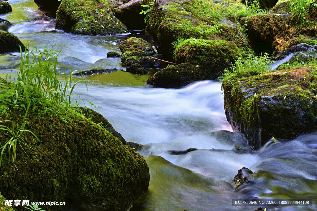 山间溪流旁的苔藓绿意