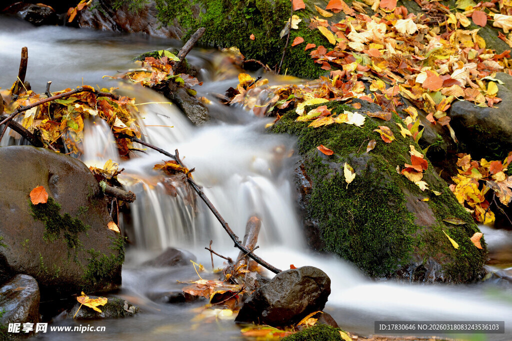 秋日溪流落叶美景