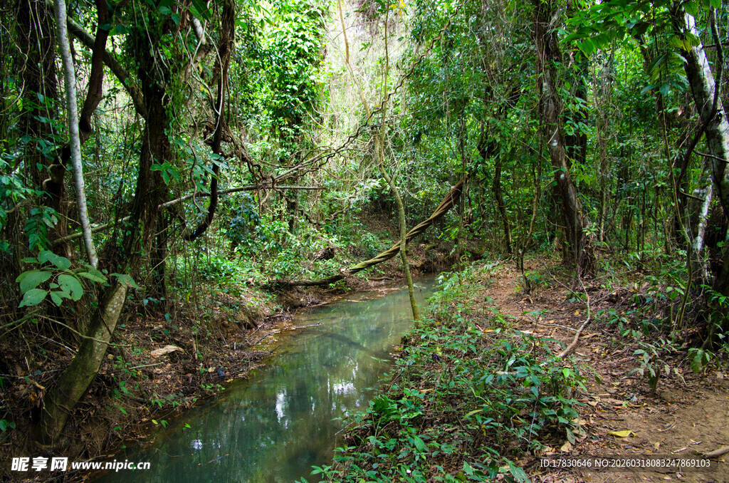雨林中的蜿蜒溪流