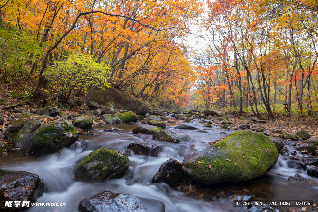 秋日溪流边的斑斓树林