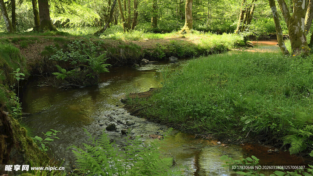 林间溪流绿意盎然的自然景
