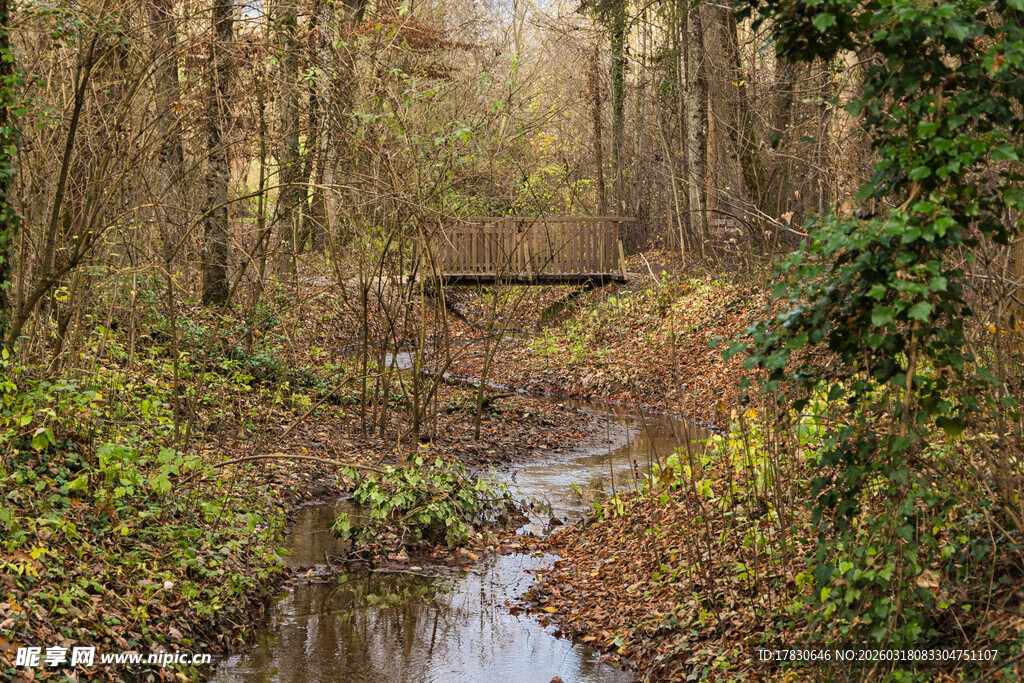 林间小溪自然静谧之景