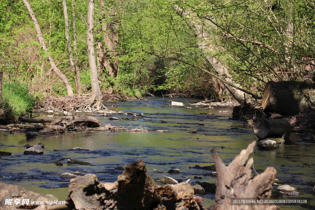 林间潺潺溪流美景
