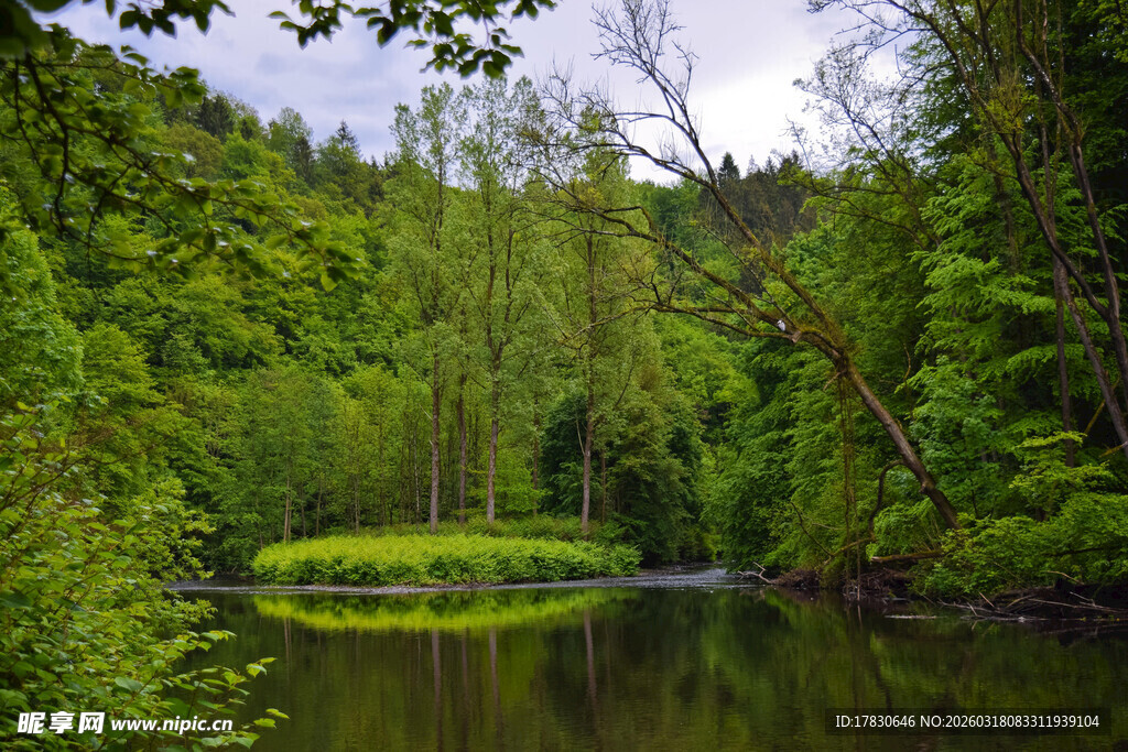 森林中的静谧湖泊
