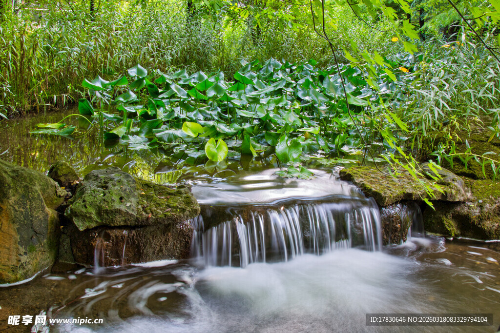 山间溪流旁的葱郁绿植