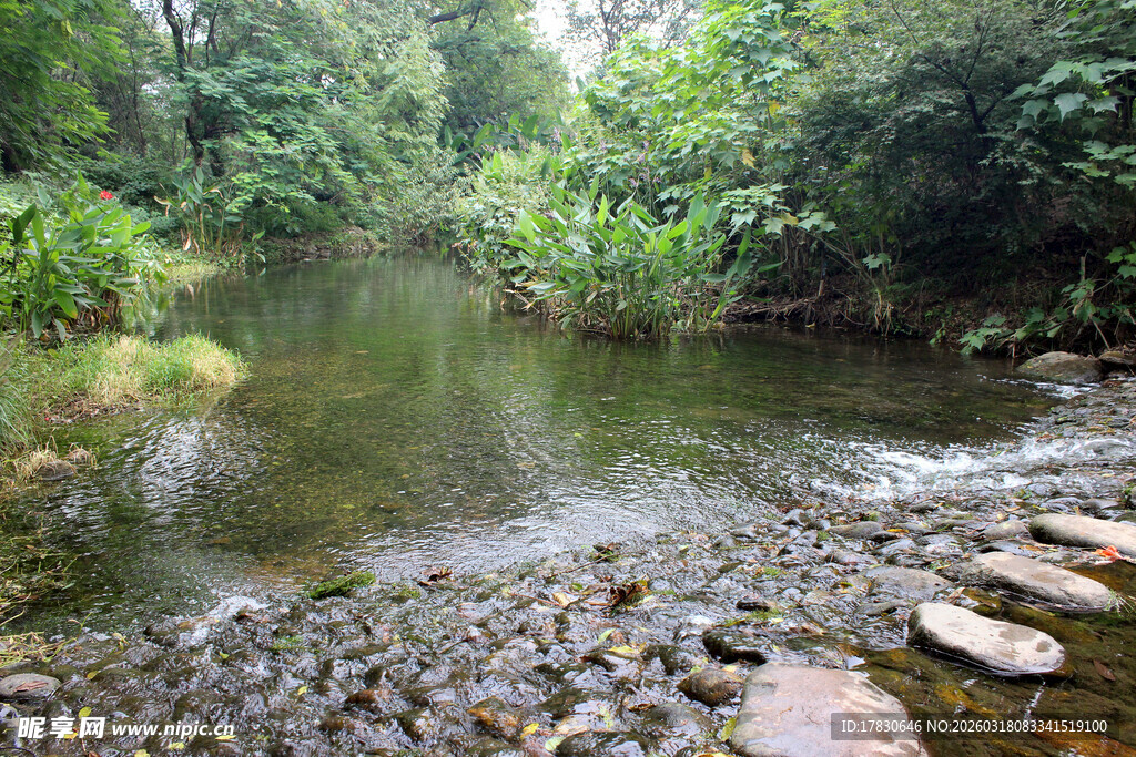 林间潺潺溪流自然景致
